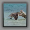 Brown Pelican (3)